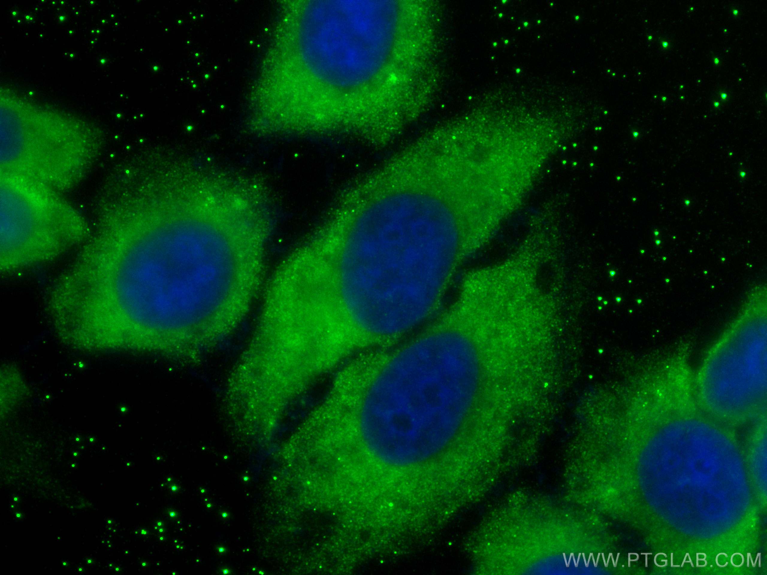 Immunofluorescence (IF) / fluorescent staining of HepG2 cells using CoraLite® Plus 488-conjugated CD5L Polyclonal anti (CL488-17224)