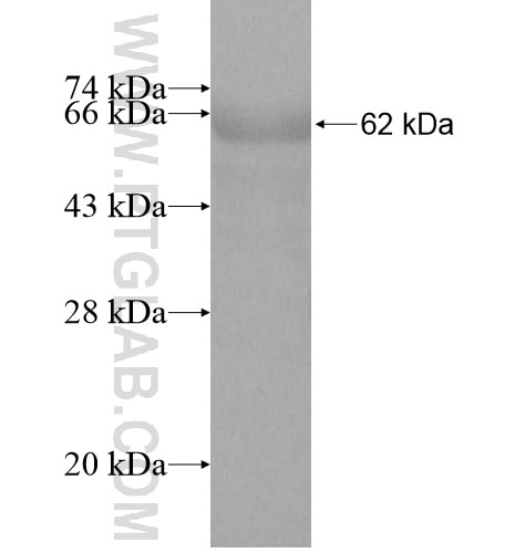 CD5L fusion protein Ag11062 SDS-PAGE