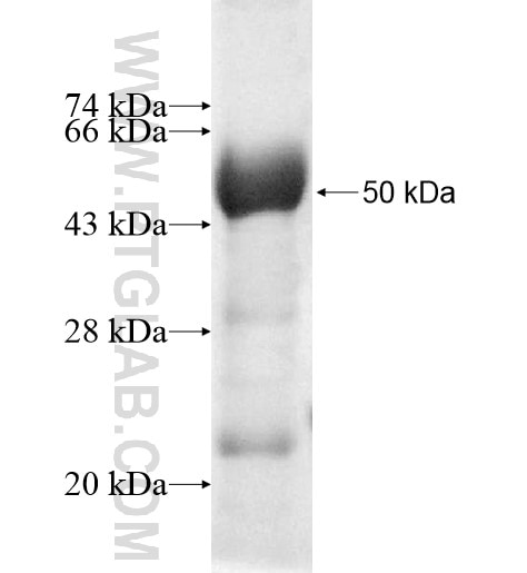 CD5L fusion protein Ag11092 SDS-PAGE