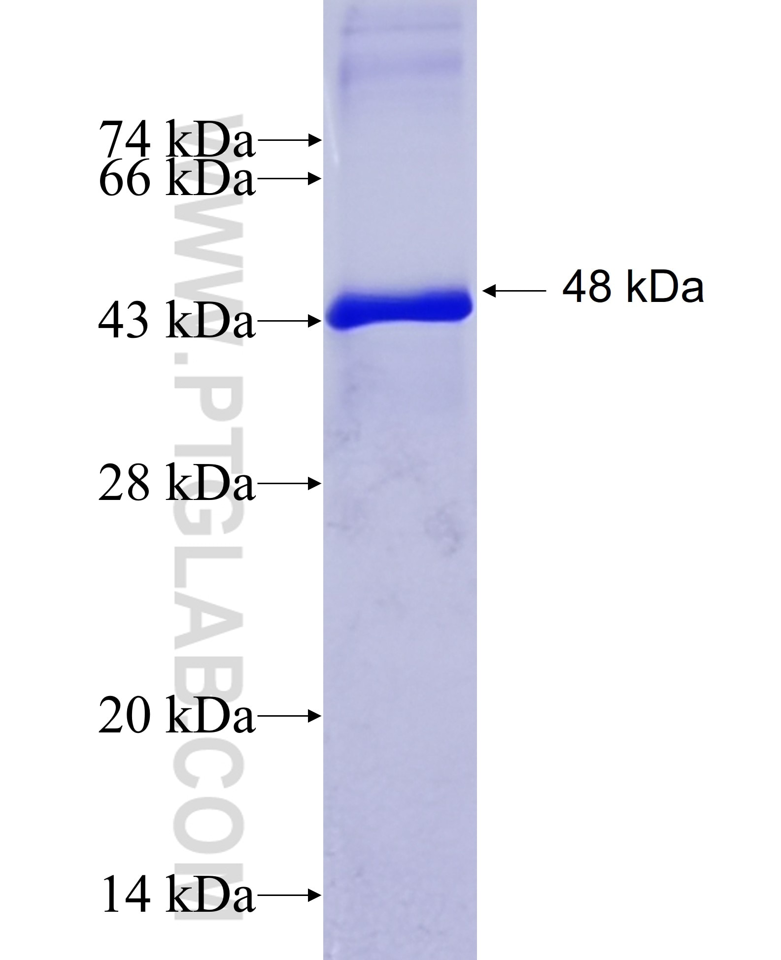 CD5L fusion protein Ag11092 SDS-PAGE