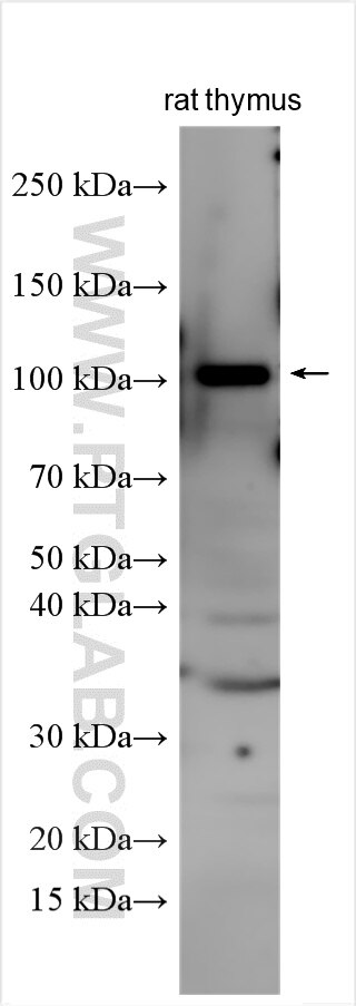 WB analysis using 31998-1-AP Western Blot (WB) analysis of various lysates using CD6 Polyclonal antibody (31998-1-AP)