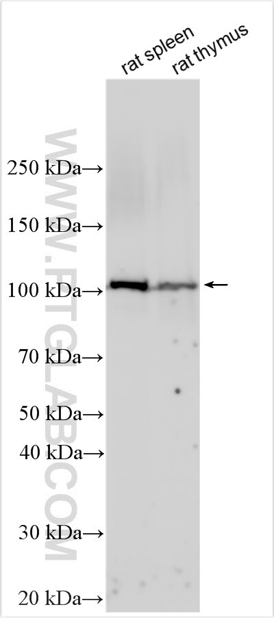 WB analysis using 31998-1-AP Western Blot (WB) analysis of various lysates using CD6 Polyclonal antibody (31998-1-AP)