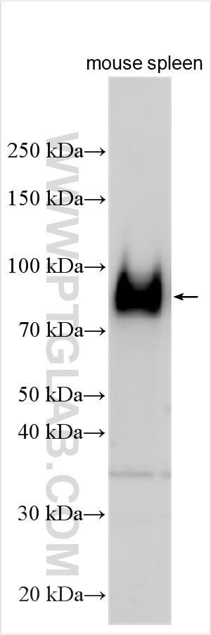 WB analysis using 33173-1-AP Western Blot (WB) analysis of various lysates using CD62L Polyclonal antibody (33173-1-AP)