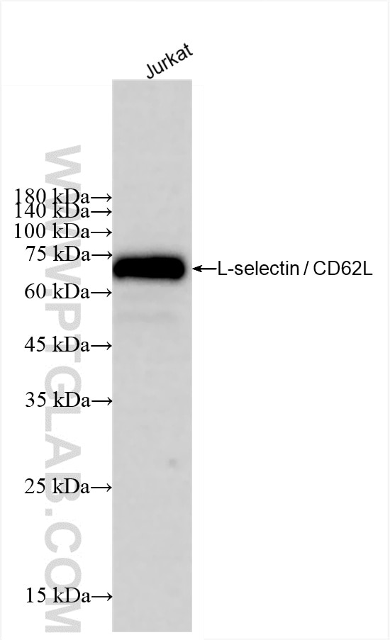 Western Blot (WB) analysis of Jurkat cells using CD62L Recombinant antibody (85111-6-RR)