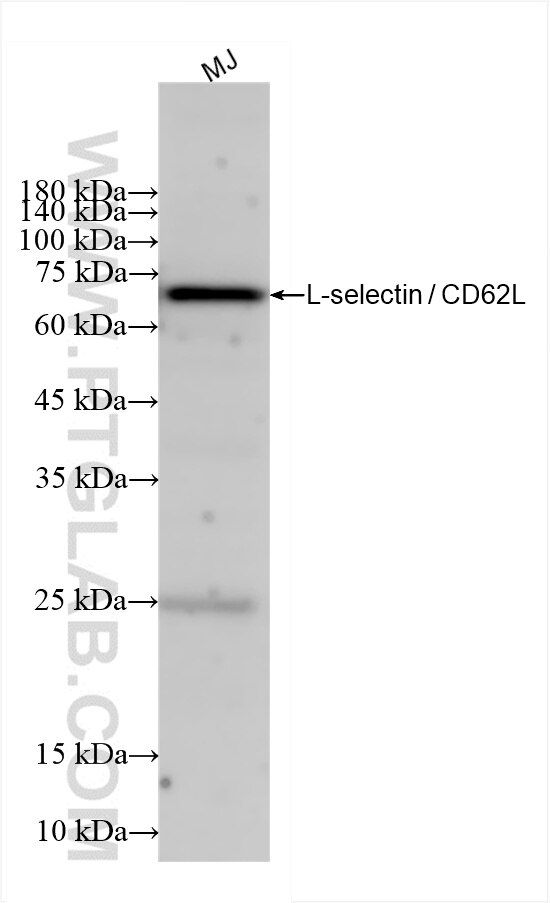 CD62L