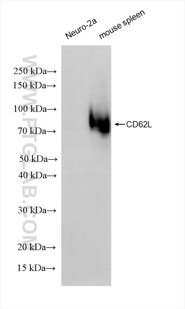 Western Blot (WB) analysis of various lysates using CD62L Recombinant antibody (85903-1-RR)