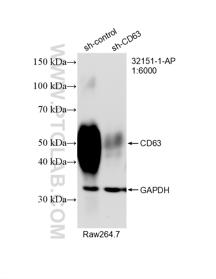 Western Blot (WB) analysis of RAW 264.7 cells using CD63 Polyclonal antibody (32151-1-AP)