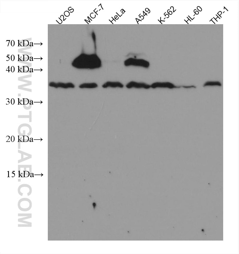 Western Blot (WB) analysis of various lysates using CD63 Monoclonal antibody (67605-1-Ig)