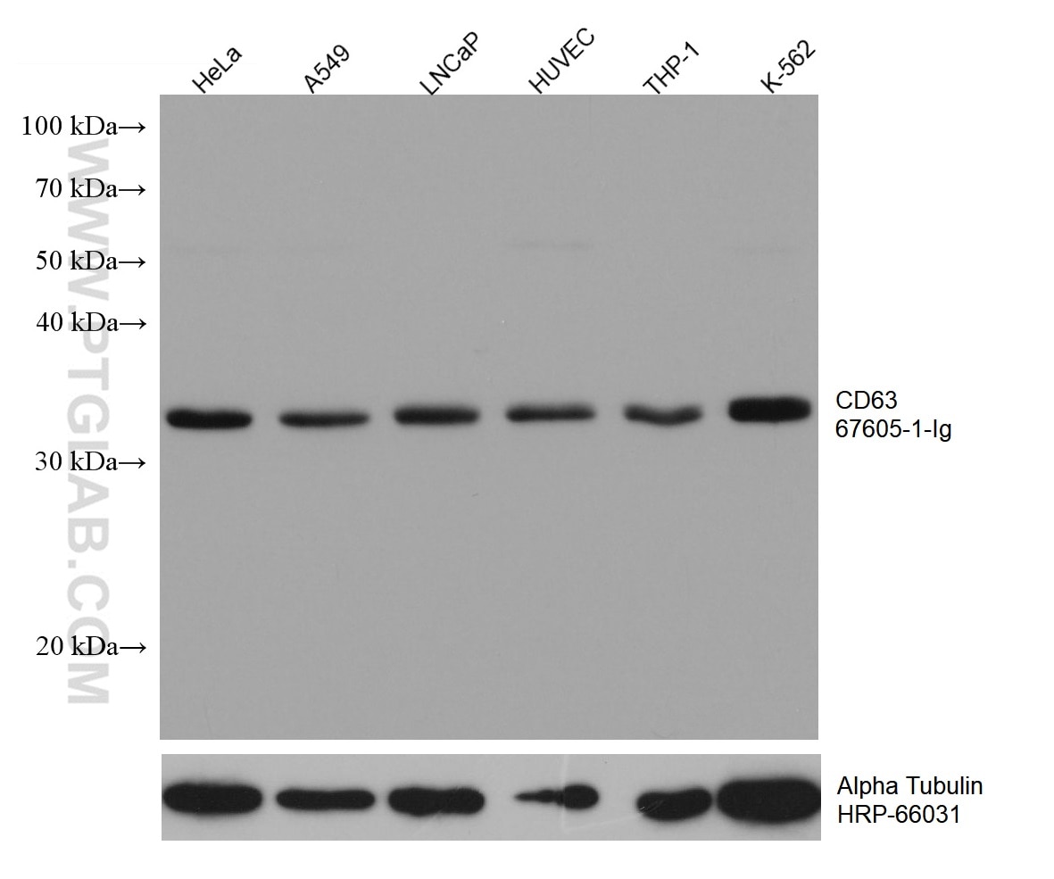 Western Blot (WB) analysis of various lysates using CD63 Monoclonal antibody (67605-1-Ig)
