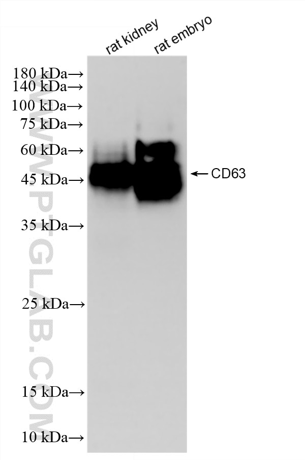 CD63 antibody (88121-1-RR) | Proteintech