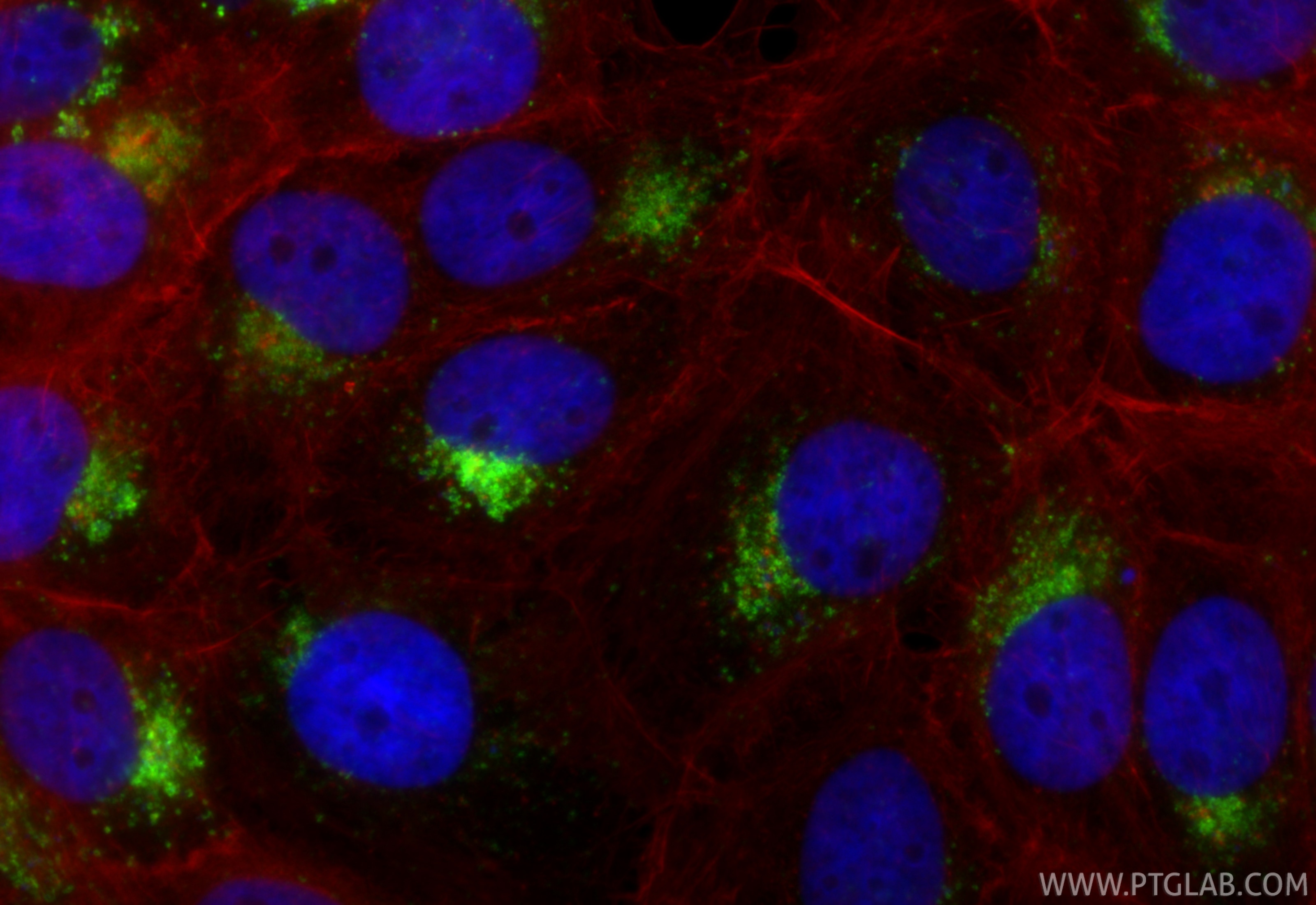 Immunofluorescent analysis of (4% PFA) fixed A431 cells using CoraLite® Plus 488 CD63 antibody (CL488-84507-4, Clone: 241964H1 ) at dilution of 1:500, CL594-Phalloidin (red). Immunofluorescence (IF) / fluorescent staining of A431 cells using CoraLite® Plus 488-conjugated CD63 Recombinant mon (CL488-84507-4)