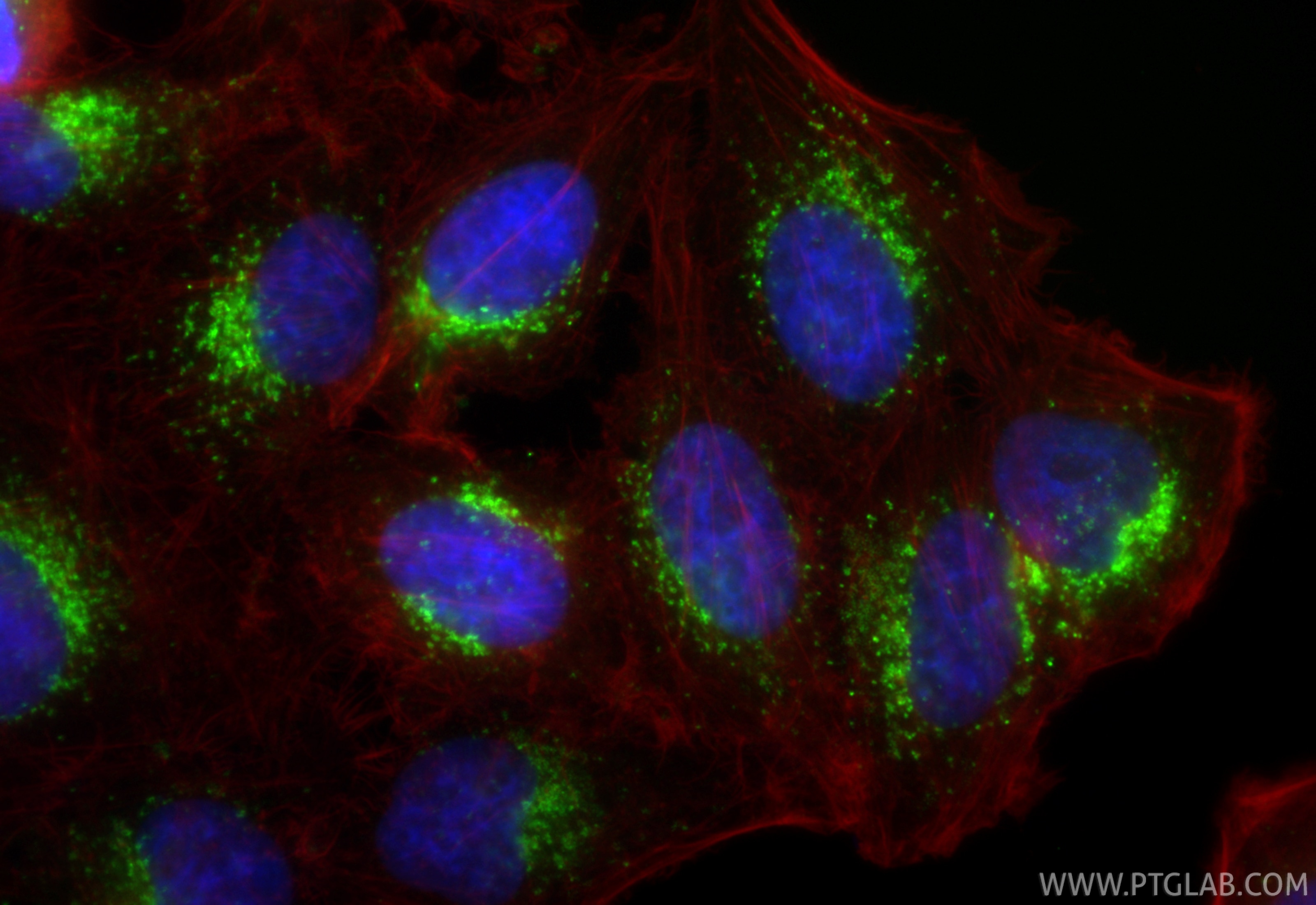 Immunofluorescent analysis of (4% PFA) fixed HepG2 cells using CoraLite® Plus 488 CD63 antibody (CL488-84507-4, Clone: 241964H1 ) at dilution of 1:500, CL594-Phalloidin (red). Immunofluorescence (IF) / fluorescent staining of HepG2 cells using CoraLite® Plus 488-conjugated CD63 Recombinant mon (CL488-84507-4)