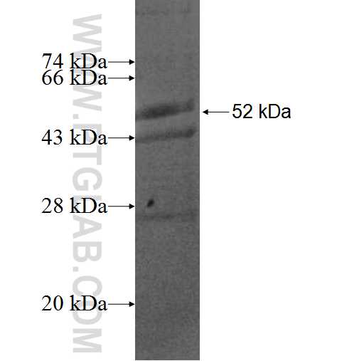 CD63 fusion protein Ag0709 SDS-PAGE