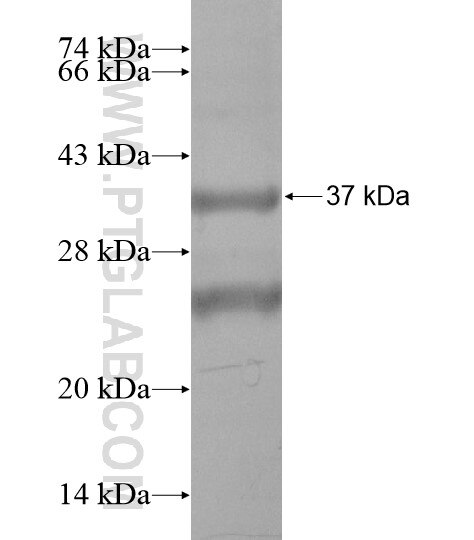 CD63 fusion protein Ag19680 SDS-PAGE