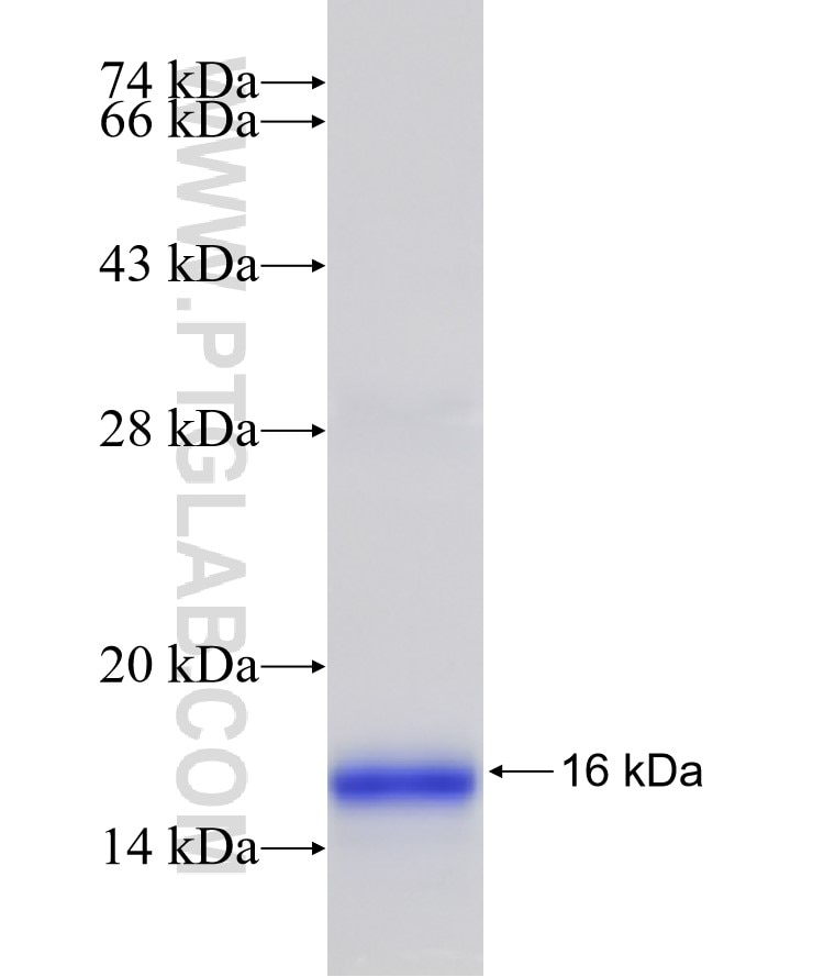 CD63 fusion protein Ag19690 SDS-PAGE