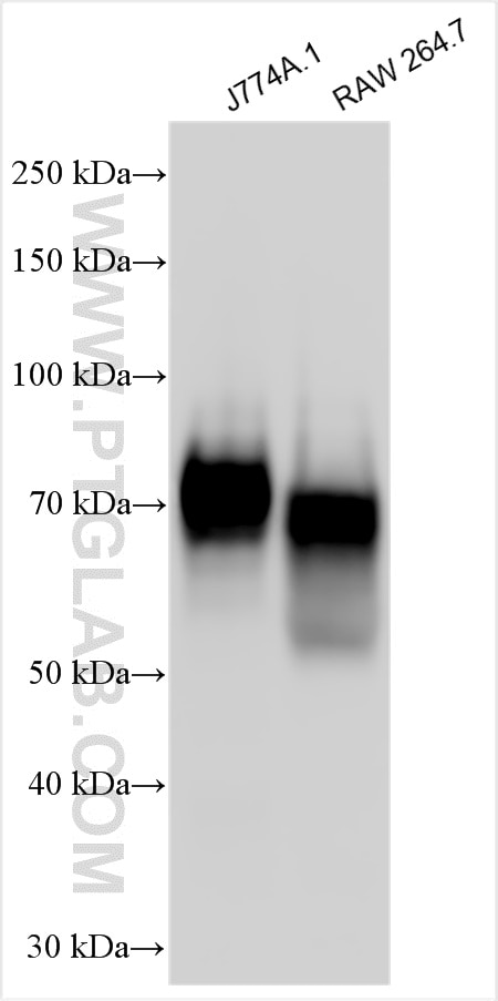 Western Blot (WB) analysis of various lysates using CD64 Polyclonal antibody (32060-1-AP)