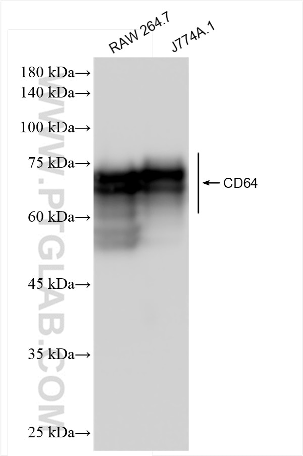 Western Blot (WB) analysis of various lysates using CD64 Recombinant antibody (84518-2-RR)
