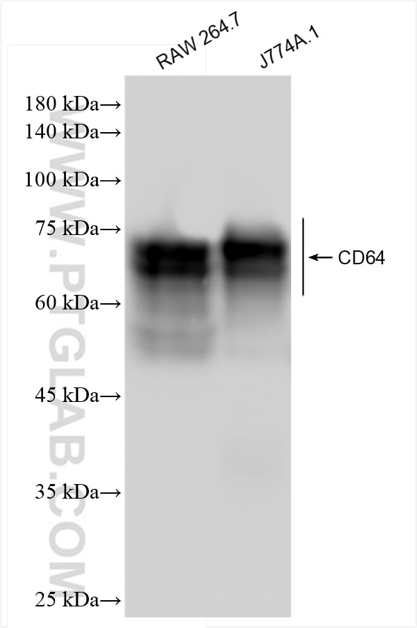Western Blot (WB) analysis of various lysates using CD64 Recombinant antibody (84518-3-RR)