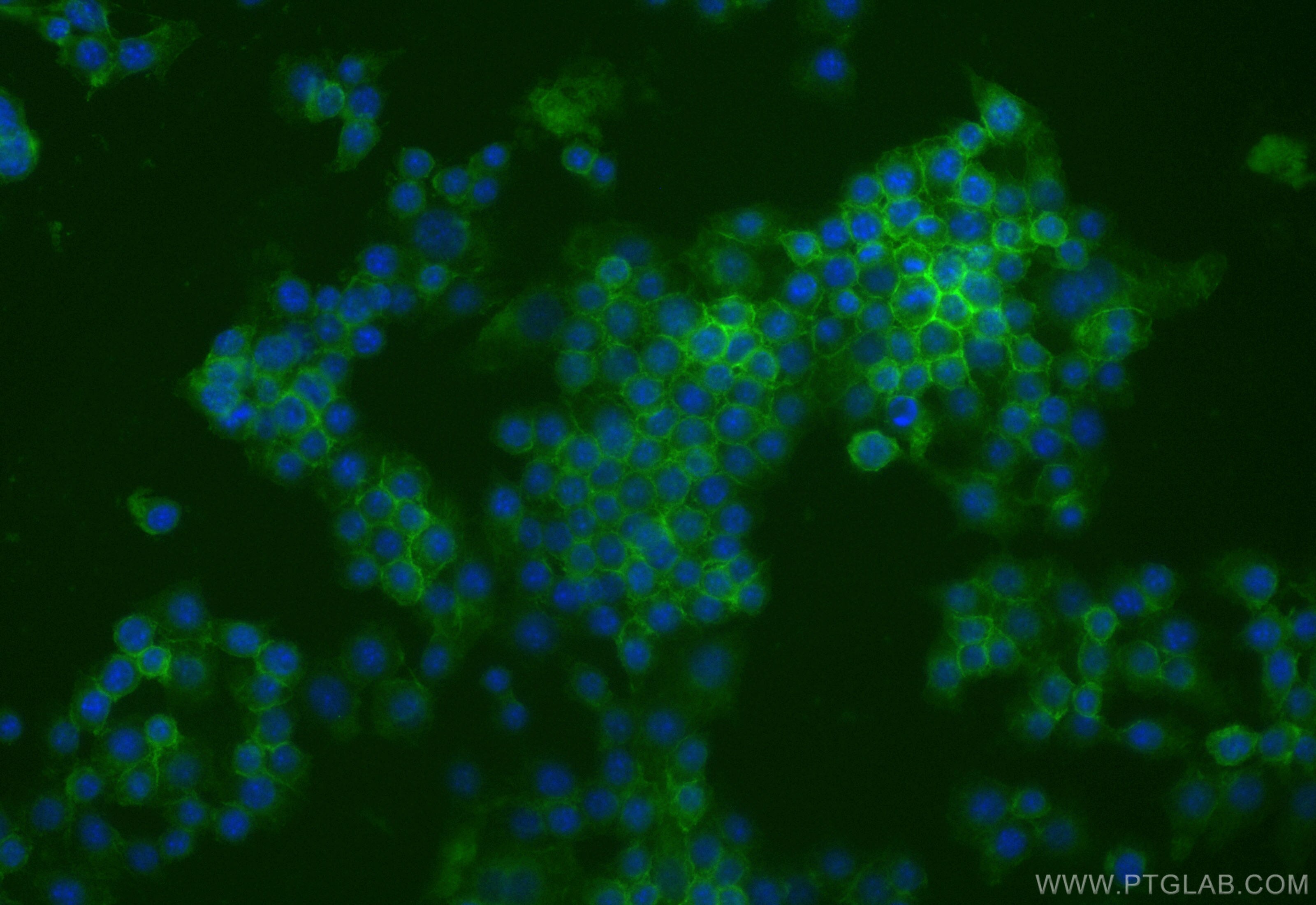 Immunofluorescence (IF) / fluorescent staining of RAW 264.7 cells using CoraLite® Plus 488-conjugated CD64 Recombinant ant (CL488-84518-3)