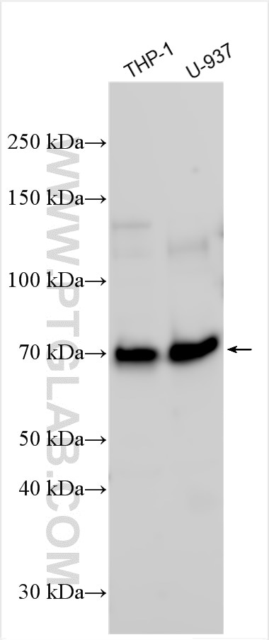 Western Blot (WB) analysis of various lysates using CD68 Polyclonal antibody (25747-1-AP)