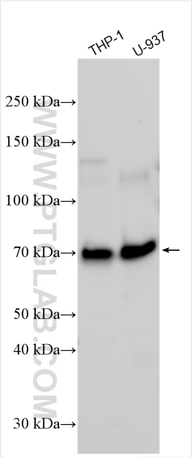 WB analysis using 25747-1-AP