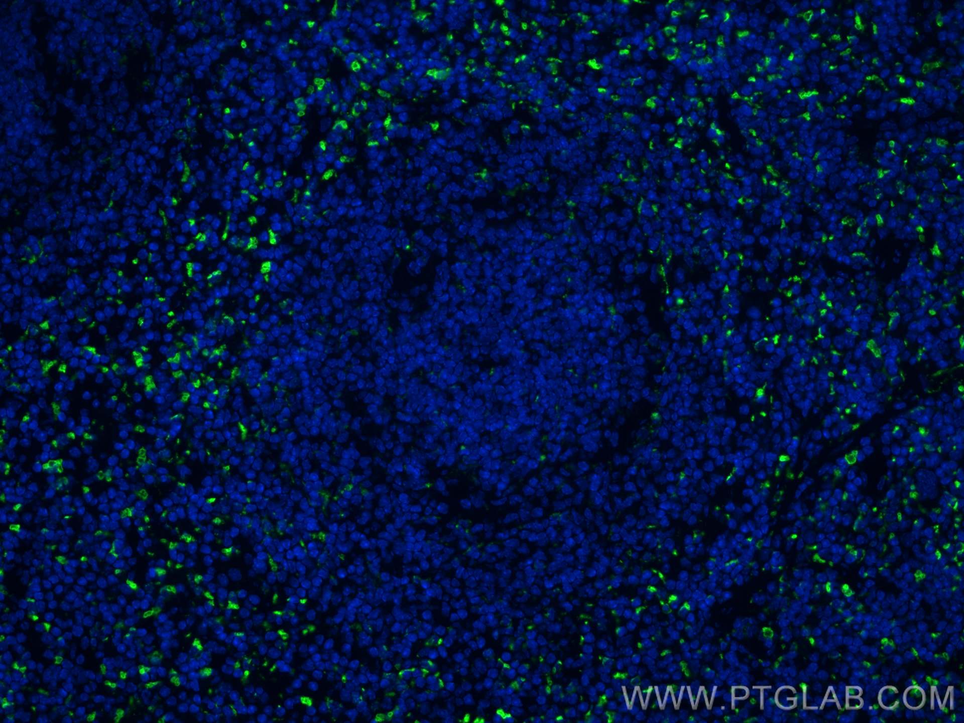 Immunofluorescence (IF) / fluorescent staining of mouse spleen tissue using CD68 Polyclonal antibody (30929-1-AP)