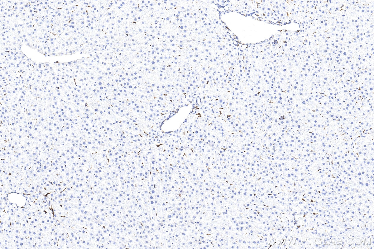 Immunohistochemistry (IHC) staining of rat liver tissue using CD68 Polyclonal antibody (30929-1-AP)