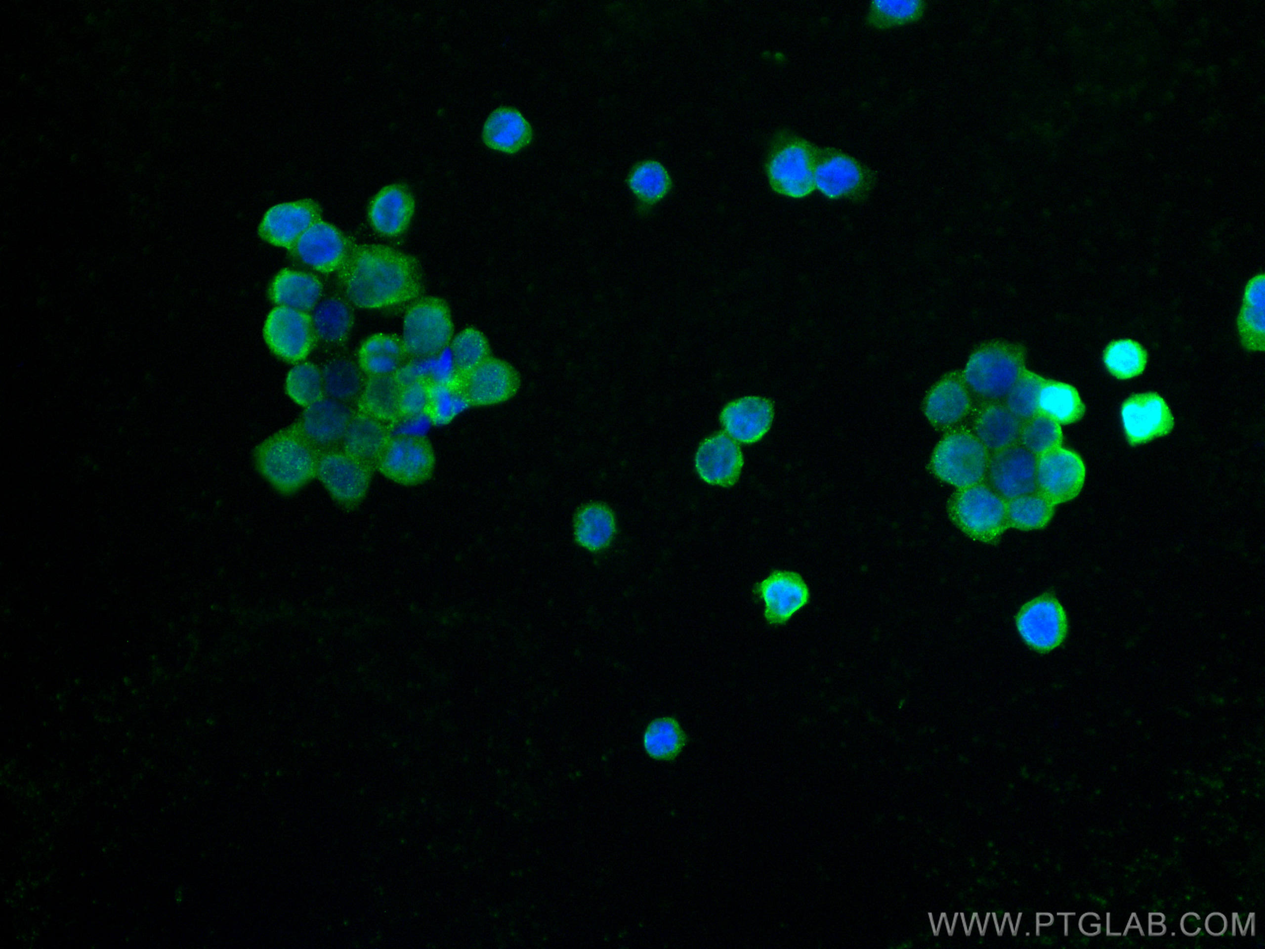 Immunofluorescence (IF) / fluorescent staining of THP-1 cells using Anti-Human CD68 (Y1/82A) (65187-1-Ig)
