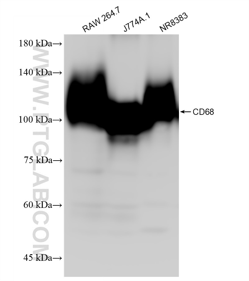 Western Blot (WB) analysis of various lysates using CD68 Recombinant antibody (83014-5-RR)