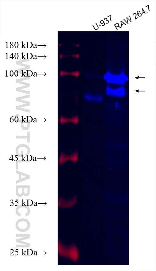 Western Blot (WB) analysis of various lysates using CoraLite® Plus 750-conjugated CD68 Monoclonal anti (CL750-66231)
