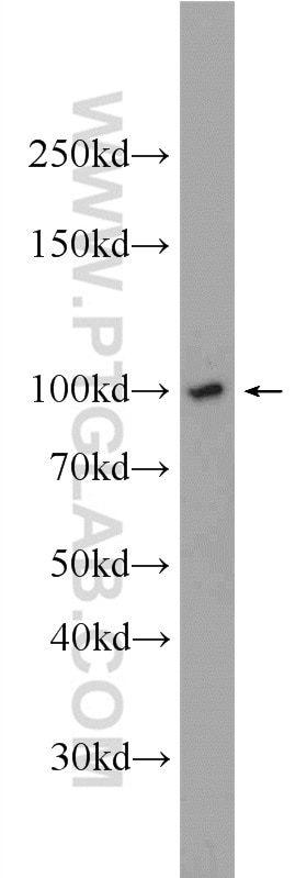 CD68-Specific Polyclonal antibody