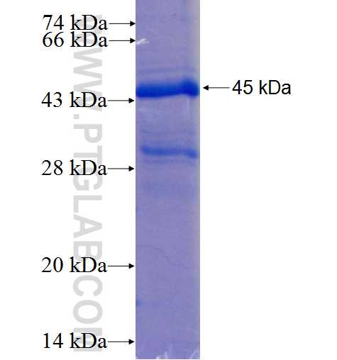 CD69 fusion protein Ag1094 SDS-PAGE
