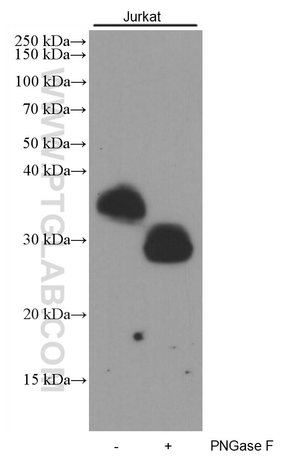 Western Blot (WB) analysis of Jurkat cells using CD7 Monoclonal antibody (60209-2-Ig)