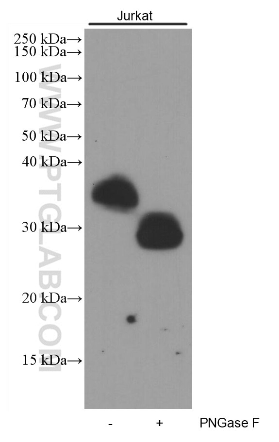 WB analysis of Jurkat using 60209-2-Ig