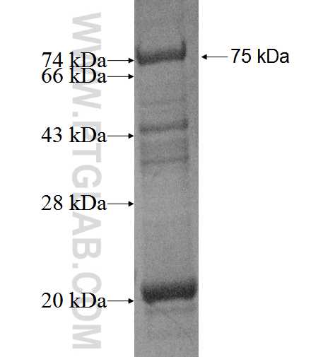 CD7 fusion protein Ag0486 SDS-PAGE