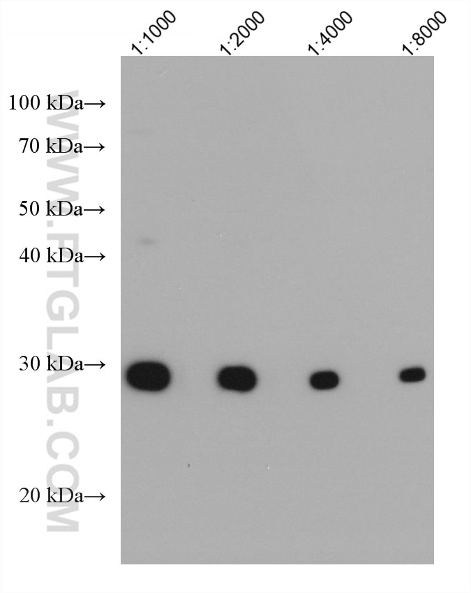Western Blot (WB) analysis of various lysates using CD70 Monoclonal antibody (67749-1-Ig)