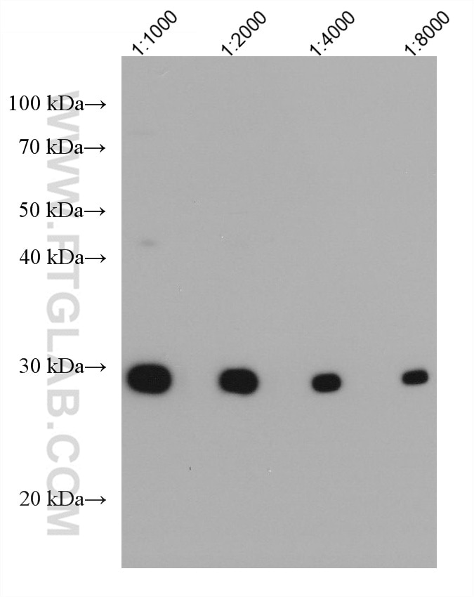 WB analysis using 67749-1-Ig