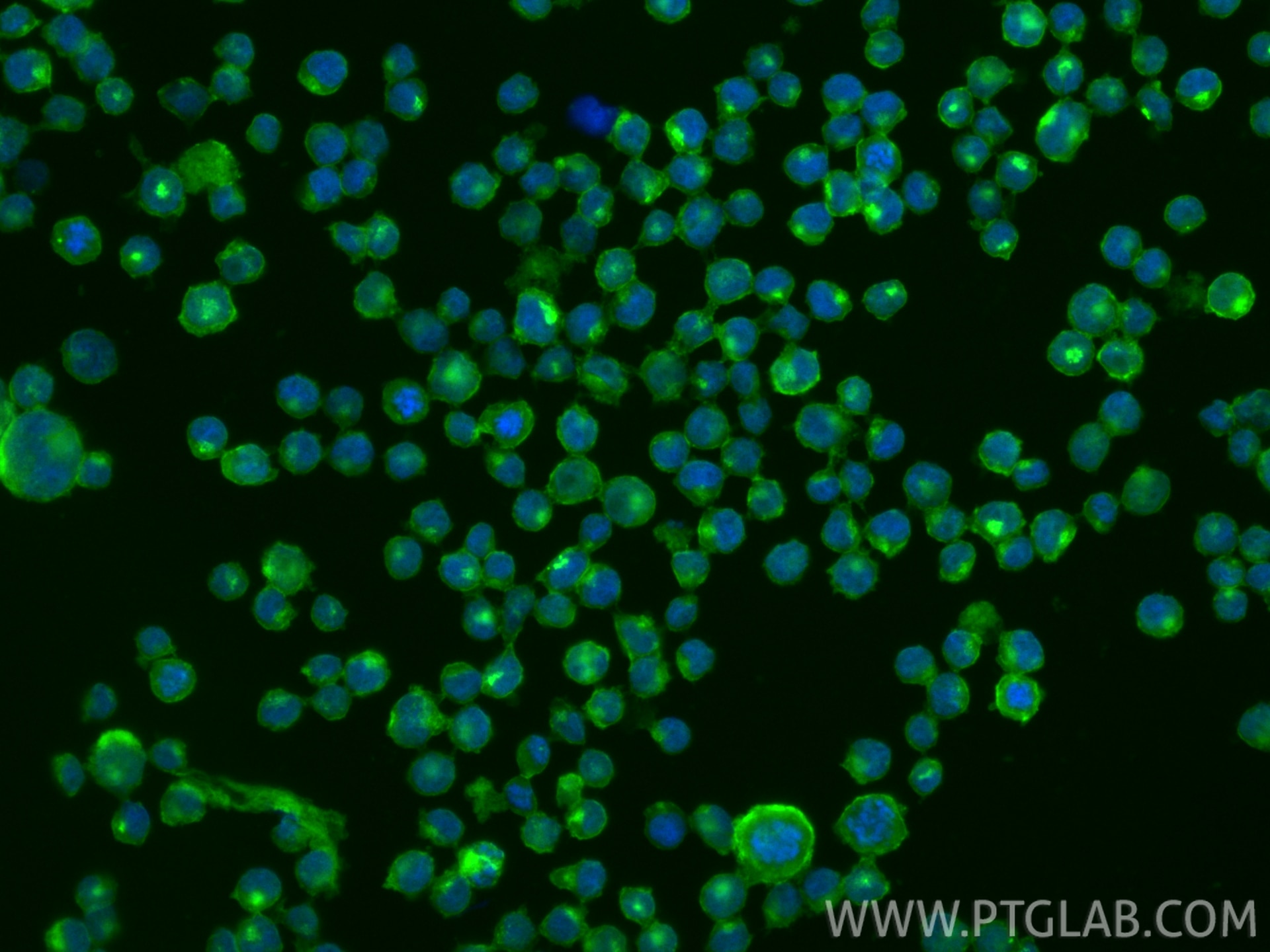 IF Staining of Raji using CL488-84455-2 Immunofluorescence (IF) / fluorescent staining of Raji cells using CoraLite® Plus 488-conjugated CD70 Recombinant mon (CL488-84455-2)