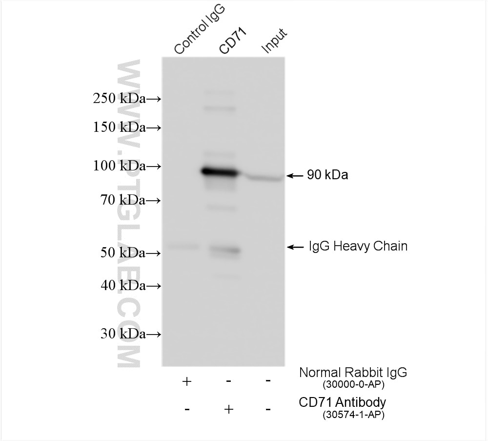 Immunoprecipitation (IP) experiment of HeLa cells using CD71 Polyclonal antibody (30574-1-AP)