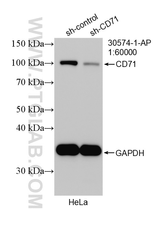 Western Blot (WB) analysis of HeLa cells using CD71 Polyclonal antibody (30574-1-AP)