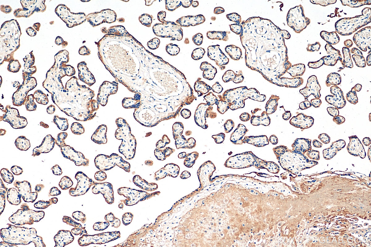 Immunohistochemistry (IHC) staining of human placenta tissue using CD71 Monoclonal antibody (65236-1-Ig)