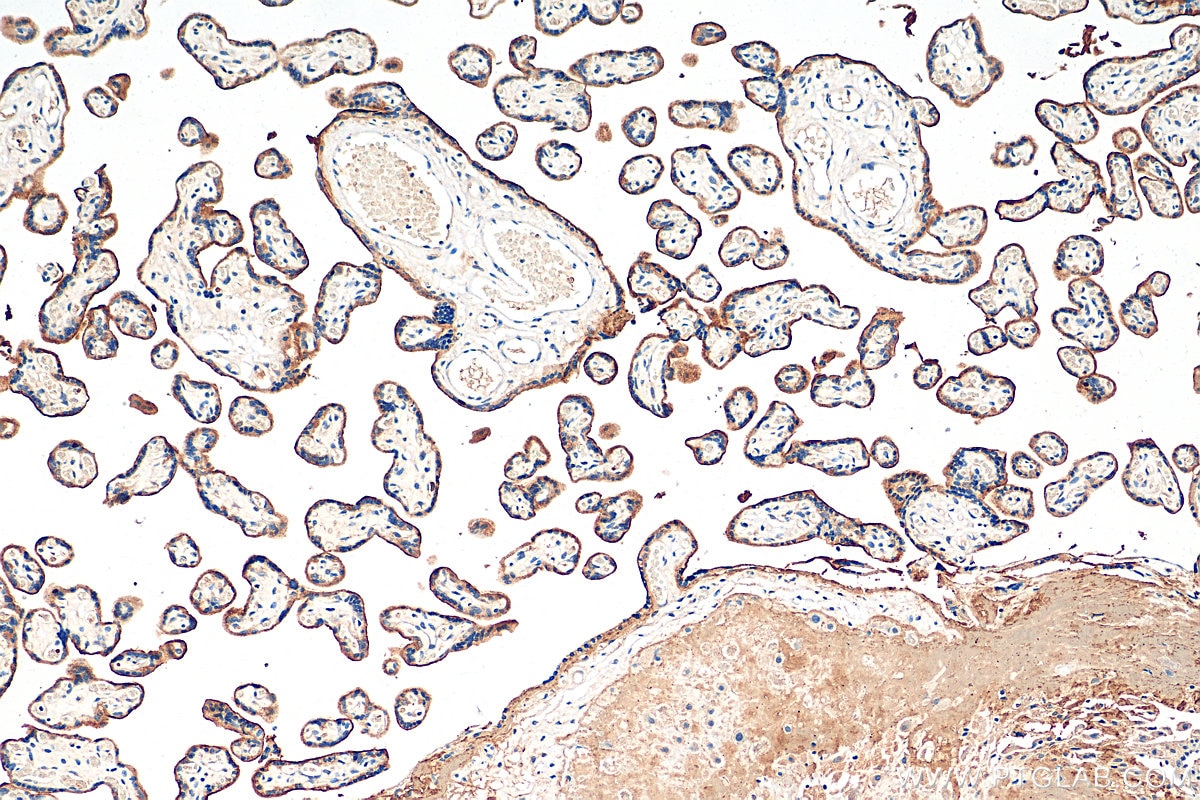 IHC staining of human placenta using 65236-1-Ig