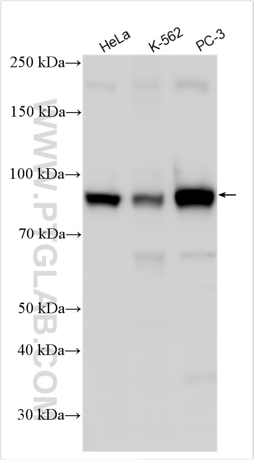 Western Blot (WB) analysis of various lysates using CD71 Monoclonal antibody (65236-1-Ig)