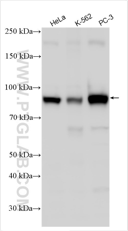 WB analysis using 65236-1-Ig