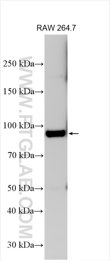Western Blot (WB) analysis of RAW 264.7 cells using CD71 Monoclonal antibody (65236-1-Ig)