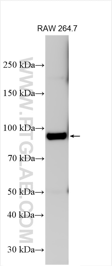 WB analysis of RAW 264.7 using 65236-1-Ig