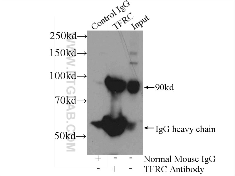 Immunoprecipitation (IP) experiment of HeLa cells using CD71 Monoclonal antibody (66180-1-Ig)