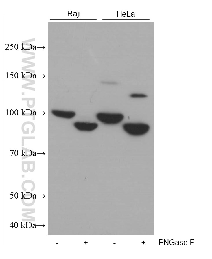 Western Blot (WB) analysis of Raji cells using CD71 Monoclonal antibody (66180-1-Ig)