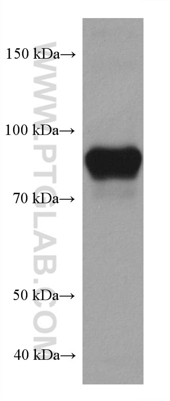 Western Blot (WB) analysis of TF-1 cells using CD71 Monoclonal antibody (66180-1-Ig)