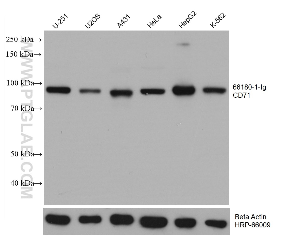 Western Blot (WB) analysis of various lysates using CD71 Monoclonal antibody (66180-1-Ig)